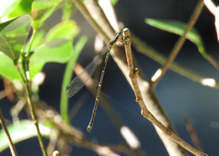 Labidiosticta vallisi