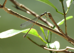 Labidiosticta vallisi