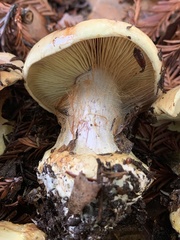 Cortinarius adonis