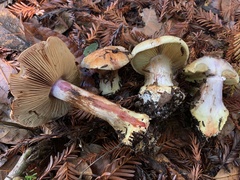Cortinarius adonis