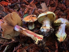 Cortinarius adonis