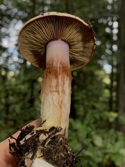 Cortinarius adonis