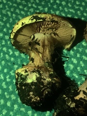 Cortinarius adonis