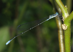 Labidiosticta vallisi