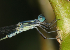 Labidiosticta vallisi