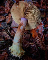Cortinarius adonis