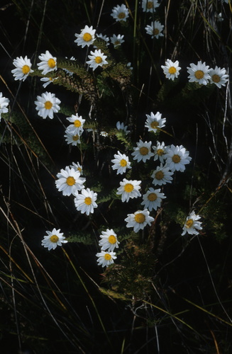 Image of Osmitopsis parvifolia by (c) Tom Lloyd Evans, some rights reserved (CC BY-SA)