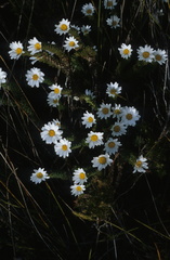 Osmitopsis parvifolia