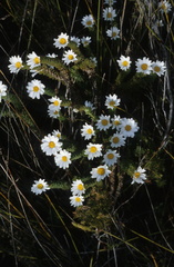 Osmitopsis parvifolia