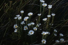 Osmitopsis parvifolia