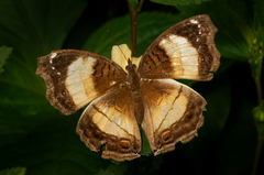 Junonia terea terea