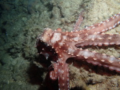 Callistoctopus ornatus