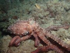 Callistoctopus ornatus