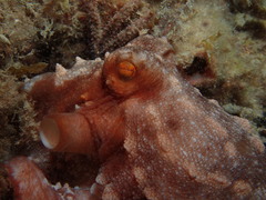 Callistoctopus ornatus