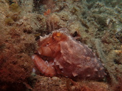 Callistoctopus ornatus