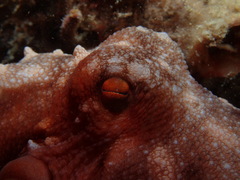 Callistoctopus ornatus