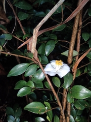 Camellia cuspidata