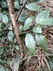 Camellia cuspidata