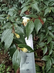 Camellia cuspidata