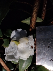 Camellia cuspidata