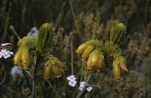 Leafy Heath (Erica foliacea)