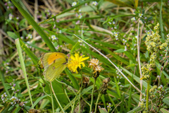 Colias myrmidone