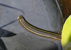 Richardsonianus australis