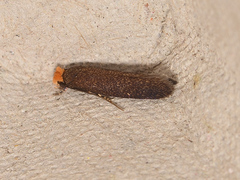 Craniosara pyrotricha