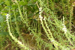 Anarrhinum duriminium