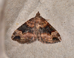 Epyaxa subidaria