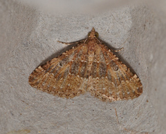 Epyaxa agelasta