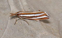 Hednota bivittella