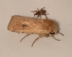 Proteuxoa senta