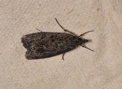 Scoparia anthracias