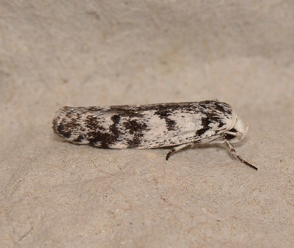 Lichenaula onychotypa