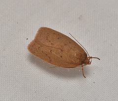 Prionocris protoxantha