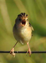 Golden-Headed Cisticola photo 3