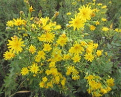 Hieracium virosum