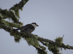 Perisoreus canadensis image