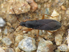 Proderus suberythropus