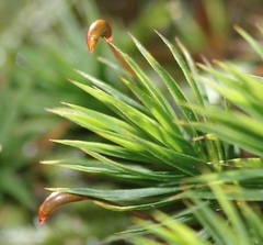 Polytrichum longisetum