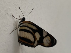 Eresia