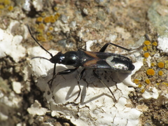 Pterotmetus dimidiatus