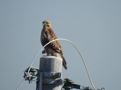 Buteo japonicus