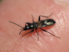 Pterotmetus dimidiatus