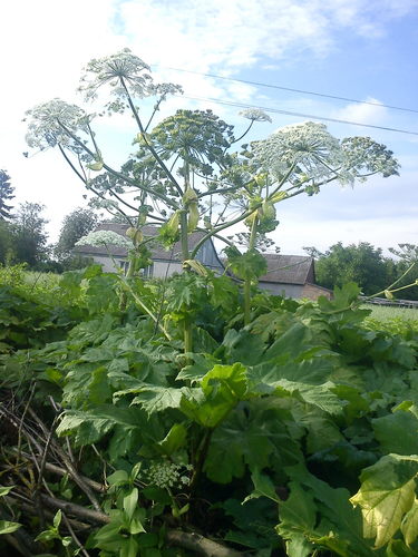 Sosnovskio barštis nuotrauka