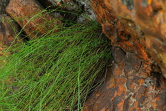 Wahlenbergia magaliesbergensis