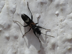 Pterotmetus dimidiatus