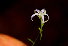 Wahlenbergia magaliesbergensis