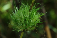 Phragmites australis australis